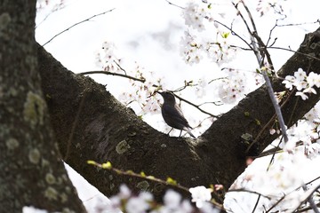 A row of cherry blossom trees in full bloom.