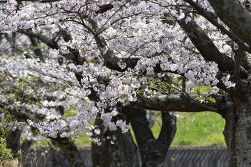 A row of cherry blossom trees in full bloom.