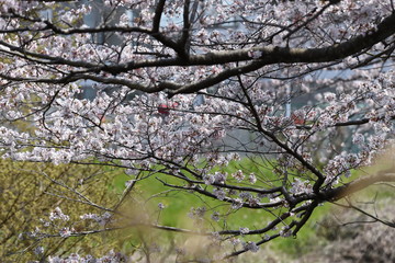 A row of cherry blossom trees in full bloom.