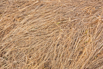 The texture of last year's old grass-straw