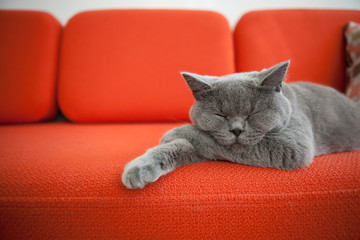 Relaxed cat on a sofa.