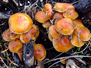 Orange mushrooms