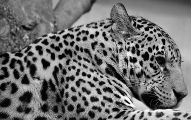 Jaguar is a cat, a feline in the Panthera genus only extant Panthera species native to the...
