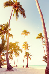 Coconut palm trees an pristine bounty beach
