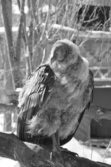 Baby Andean condor Vultur gryphus is a South American bird in the New World vulture family...