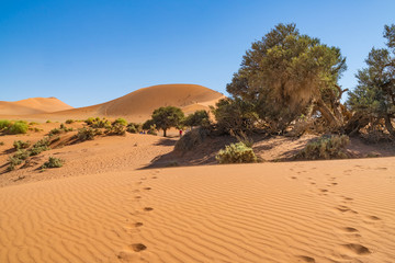 Fototapeta na wymiar Sossusvlei Namib Namibia