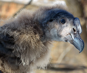 Baby Andean condor Vultur gryphus is a South American bird in the New World vulture family...