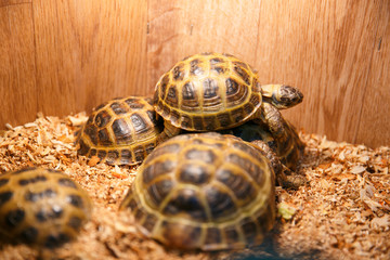 Animals in the Contact Zoo in the city. Feeding from the hands of pets. City leisure.