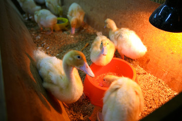 Animals in the Contact Zoo in the city. Feeding from the hands of pets. City leisure.