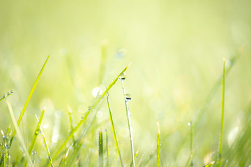 Green Grass with Dew Drops Macro Nature Background