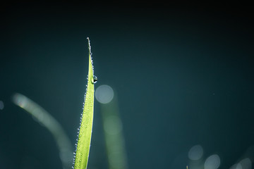 Green Grass with Dew Drops Macro Nature Background