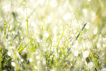 Fototapeta na wymiar Green Grass with Dew Drops Nature Background