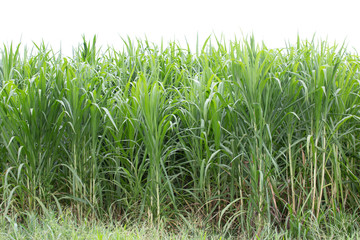 Tree isolated on white background.Pennisetum purpureum.