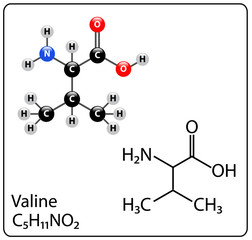 Valine Molecule Structure