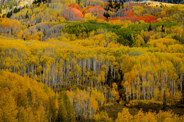 Autumn Color in San Juan and Rocky Mountains of Colorado