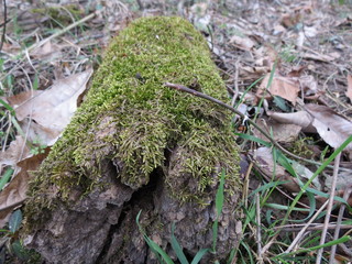 moss on wood