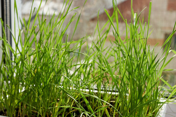 Juicy, fresh, sprouted green wheat in a white plastic container is on the windowsill near the window on a sunny day in spring. Healthy vegetarian food. Vitamins of nature