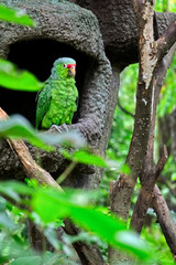 Green parrot. Wild rare bird on a nest in the natural habitat
