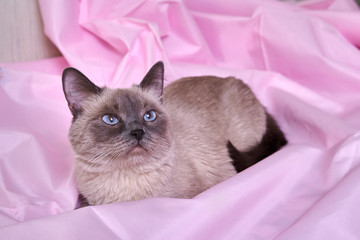 beautiful, young, Siamese, gray cat with big eyes lies in a pink textile, fabric, bedspread and looks at something up and to the side - Powered by Adobe