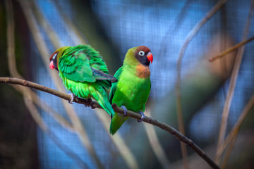 two funny parrots standing on a branch
