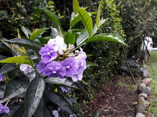 Flor Lila