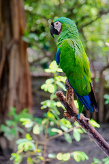 Green parrot. Wild rare bird on a branch in the natural habitat