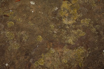 Moss background in nature