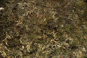 Moss background in nature