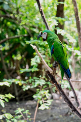 Green parrot. Wild rare bird on a branch in the natural habitat