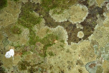 Moss background in nature