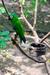 Green parrot. Wild rare bird on a branch in the natural habitat