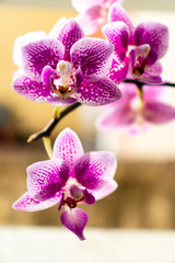 Fototapeta na wymiar Mini orquídeas