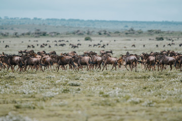 Fototapeta na wymiar Landscape with Big Migration in Ngorongoro