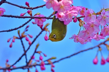 青空バックに河津桜とメジロのコラボ
