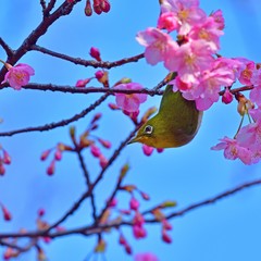青空バックに河津桜とメジロのコラボ