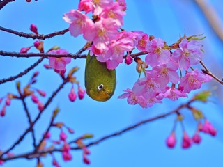青空バックに河津桜とメジロのコラボ