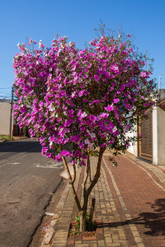 Flor manac&aacute; da serra nas ruas de Apucarana