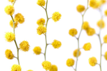 Flowers of yellow mimosa on a white isolated background. Stems with mimosa flowers on a white...
