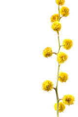 Flowers of yellow mimosa on a white isolated background. Stalk with mimosa flowers on a white background with a place for the text.