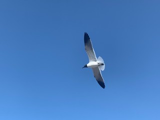 Gaviota 