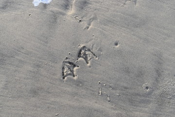 bird footprint in the sand