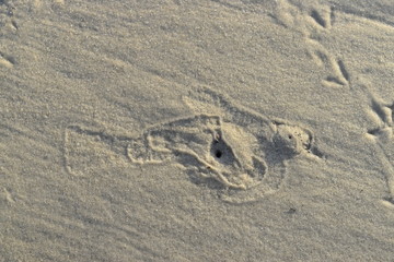 sand bird