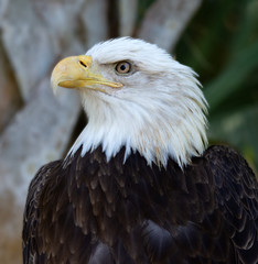 Bald eagle close up with a white head, curved yellow bill, and sharp yellow eyes on dark brown body.