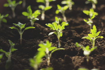 Seedlings tomato in the ground and illuminated by the morning sun. Tomato sprouts in the sun in the process of growth. Seedlings grow from fertile soil. Solar seedlings.