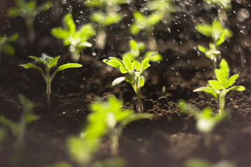 Seedlings tomato in the ground and illuminated by the sun in the process of watering. Tomato sprouts in the sun. Water drops falling on the seedlings growing from the fertile soil. Solar seedlings.