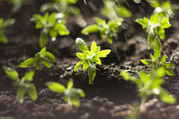 Seedlings tomato in the ground and illuminated by the sun in the process of watering. Tomato sprouts in the sun. Water drops falling on the seedlings growing from the fertile soil. Solar seedlings.