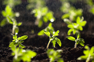 Seedlings tomato in the ground and illuminated by the sun in the process of watering. Tomato sprouts in the sun. Water drops falling on the seedlings growing from the fertile soil. Solar seedlings.