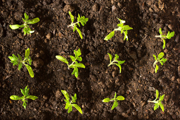 Seedlings tomato in the ground and illuminated by the morning sun. Tomato sprouts in the sun in the process of growth. Top view of a seedling growing out of fertile soil. Solar seedlings.