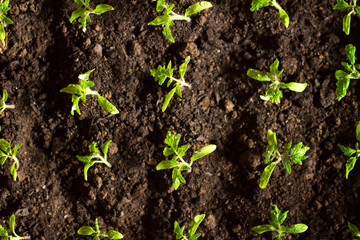 Seedlings tomato in the ground and illuminated by the morning sun. Tomato sprouts in the sun in the process of growth. Top view of a seedling growing out of fertile soil. Solar seedlings.