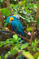 Pair of big Guayaquil Macaws
